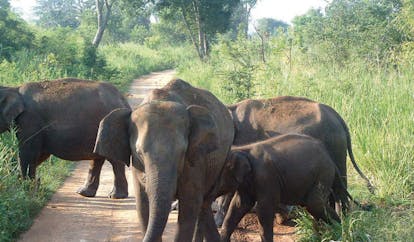 Mahoora Luxury Safari Camps Sri Lanka elephants in road
