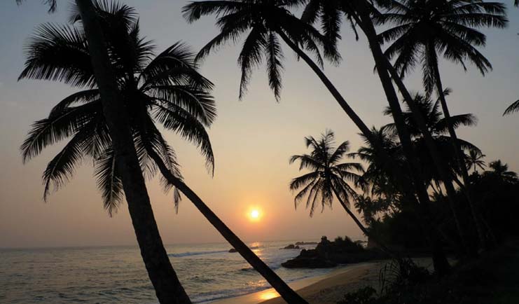 Beach with palm trees shading the sand