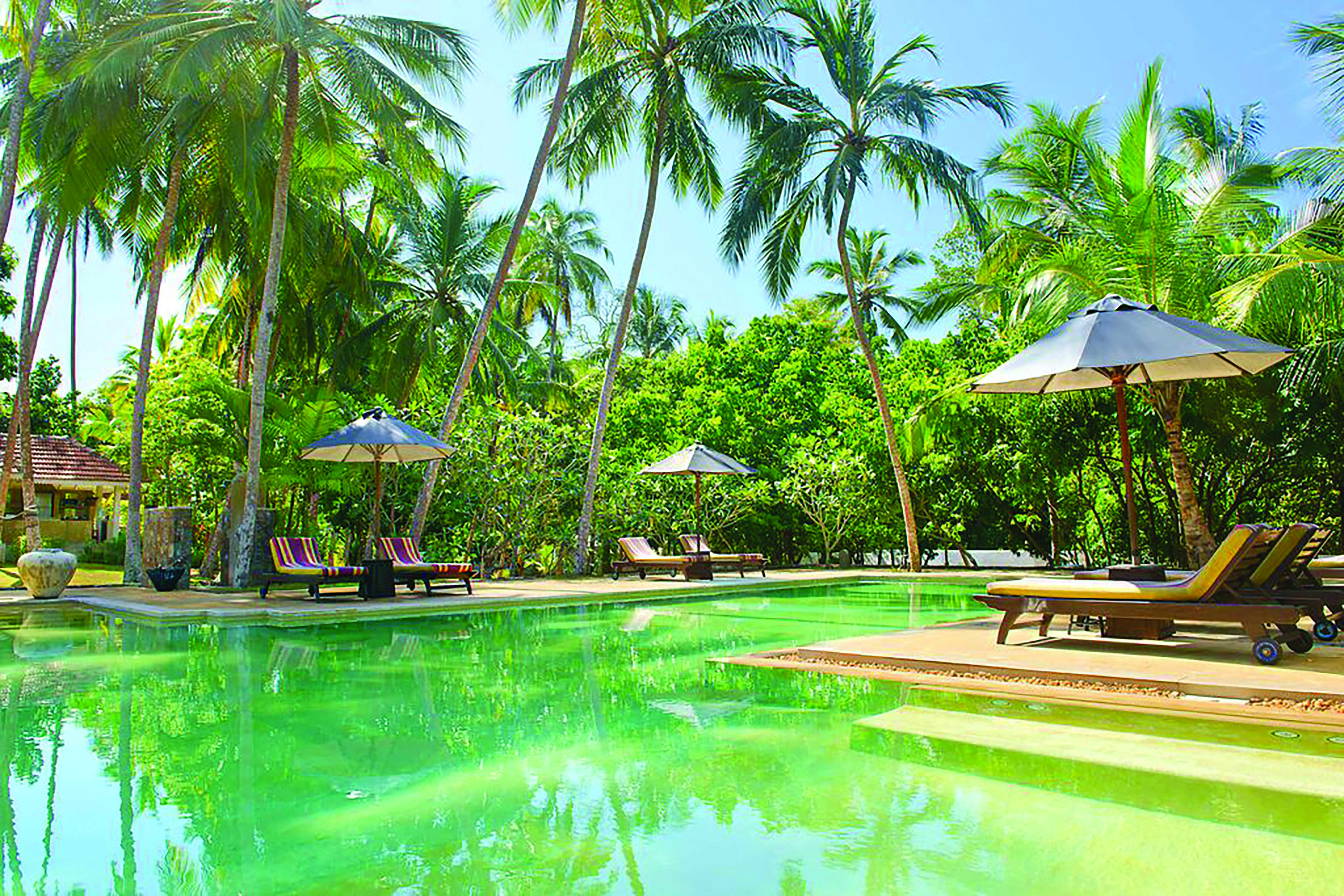 Why House Sri Lanka pool sun loungers umbrellas palm trees