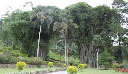 Ceylon Tea Trail Sri Lanka bamboo garden path through garden with bamboo trees