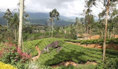Ceylon Tea Trail Sri Lanka fields flowers and mountain views 