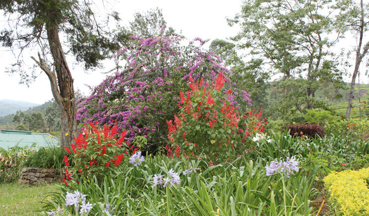 Ceylon Tea Trail Sri Lanka garden bushes with bright flowers