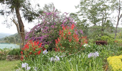 Ceylon Tea Trail Sri Lanka garden bushes with bright flowers
