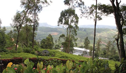 Ceylon Tea Trail Sri Lanka panoramic view of field trees and mountains 