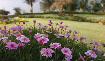Ceylon Tea Trail Sri Lanka pink flowers in garden