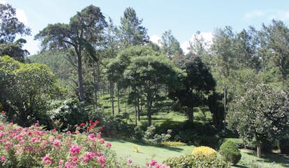 Kirchhayn Bungalow Sri Lanka garden trees flowers lawns