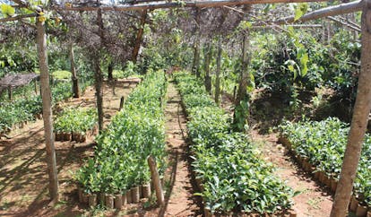 Kirchhayn Bungalow Sri Lanka plant nursery seedlings growing in rows