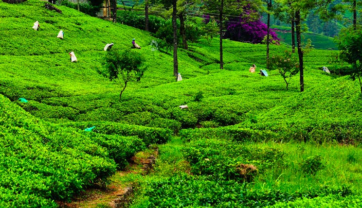 Tea plantations in Sri Lanka's Tea and Hill country, tea plants, trees