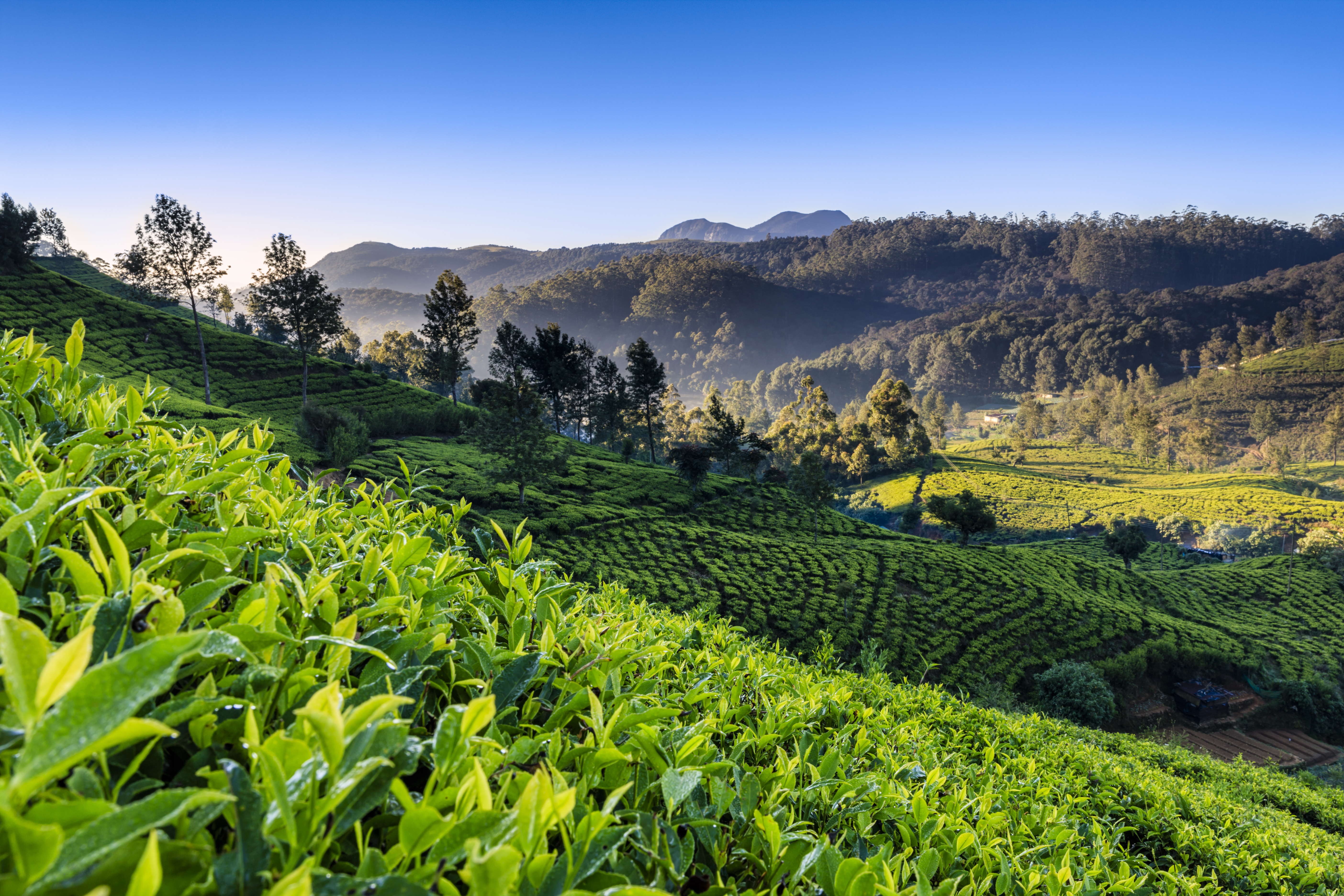 Tea plantations in Sri Lanka, tea growing up hillside, vivid green plants