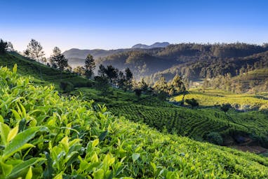 Tea plantations in Sri Lanka, tea growing up hillside, vivid green plants