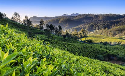 Tea plantations in Sri Lanka, tea growing up hillside, vivid green plants