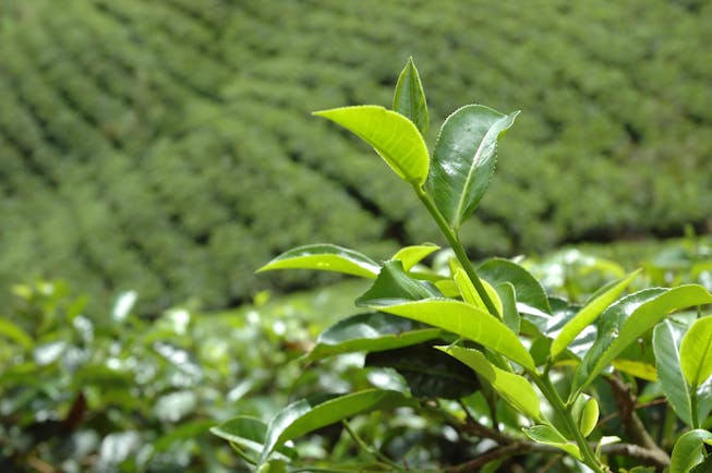 Tea plantation in Tea and Hill country, tea leaves, tea plants 
