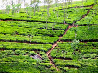 Tea plantations, tea plants growing, track through the plants