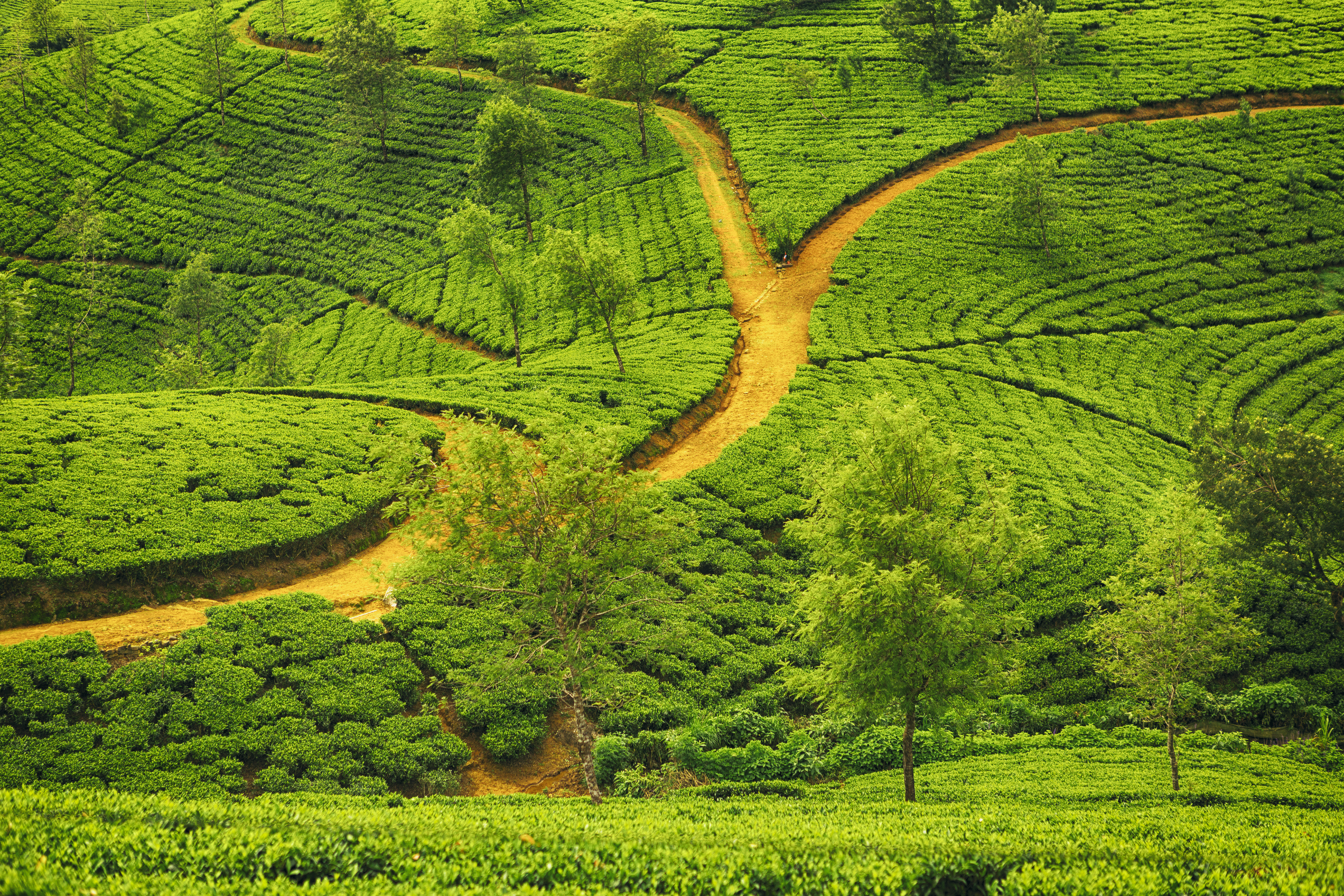 Tea plantation, trees, tea plants growing, road