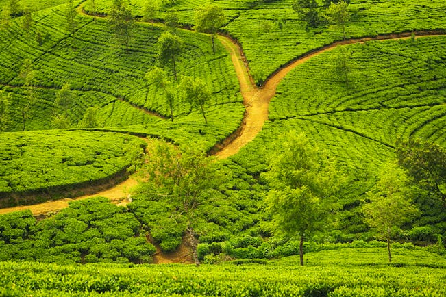 Tea plantation, trees, tea plants growing, road