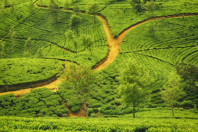 Tea plantation, trees, tea plants growing, road