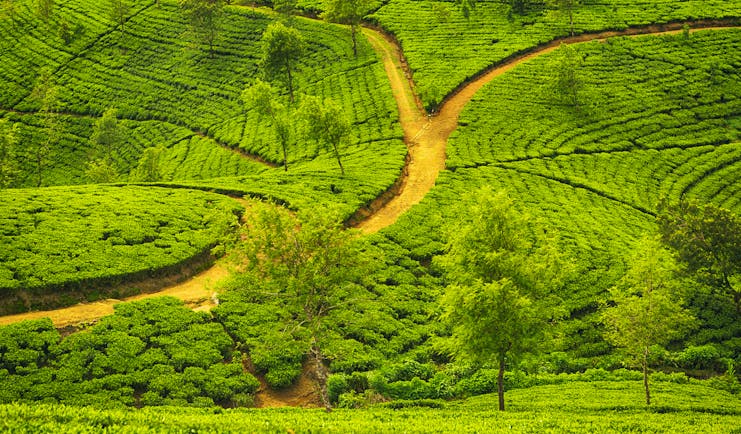 Tea plantation, trees, tea plants growing, road