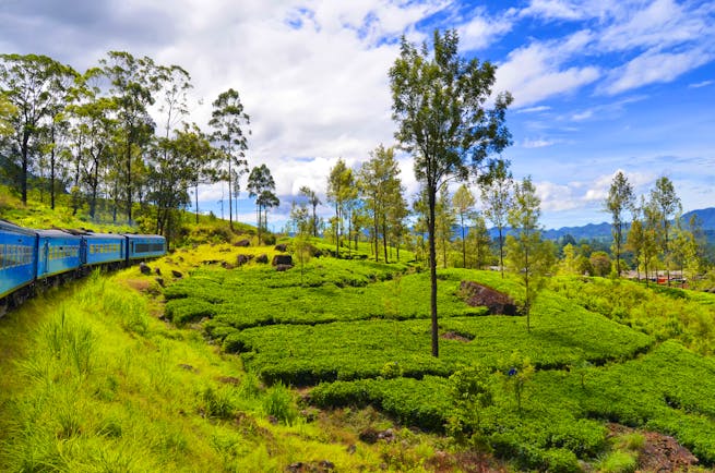 Train through Tea and Hill Country, trees, lush greenery, mountains in background