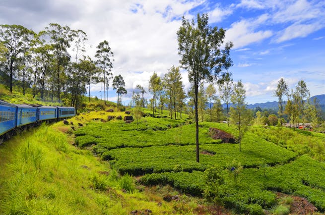 Train through Tea and Hill Country, trees, lush greenery, mountains in background
