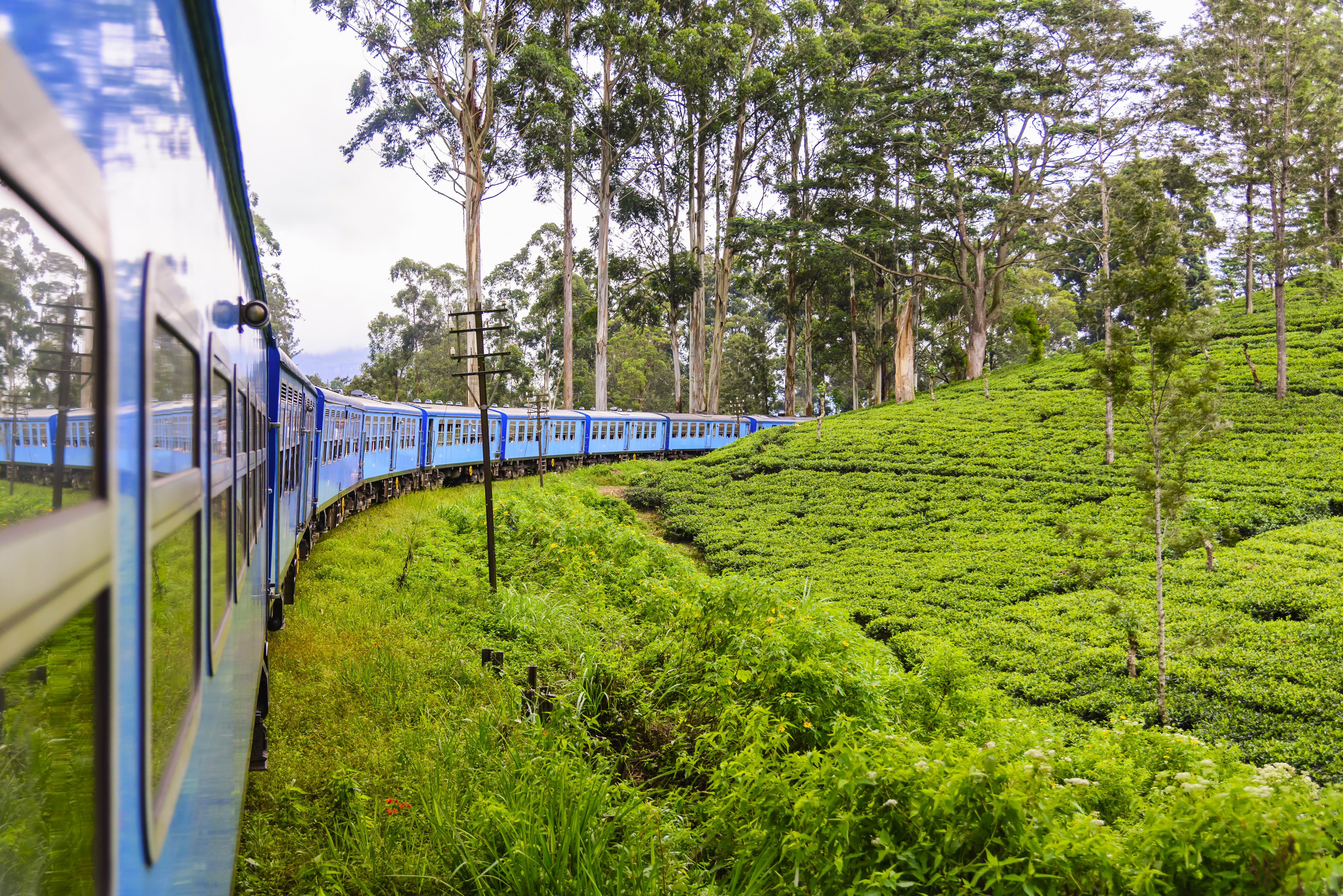 Train driving through tea and hill country, tea plants