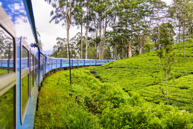 Train driving through tea and hill country, tea plants