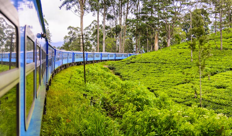 Train driving through tea and hill country, tea plants