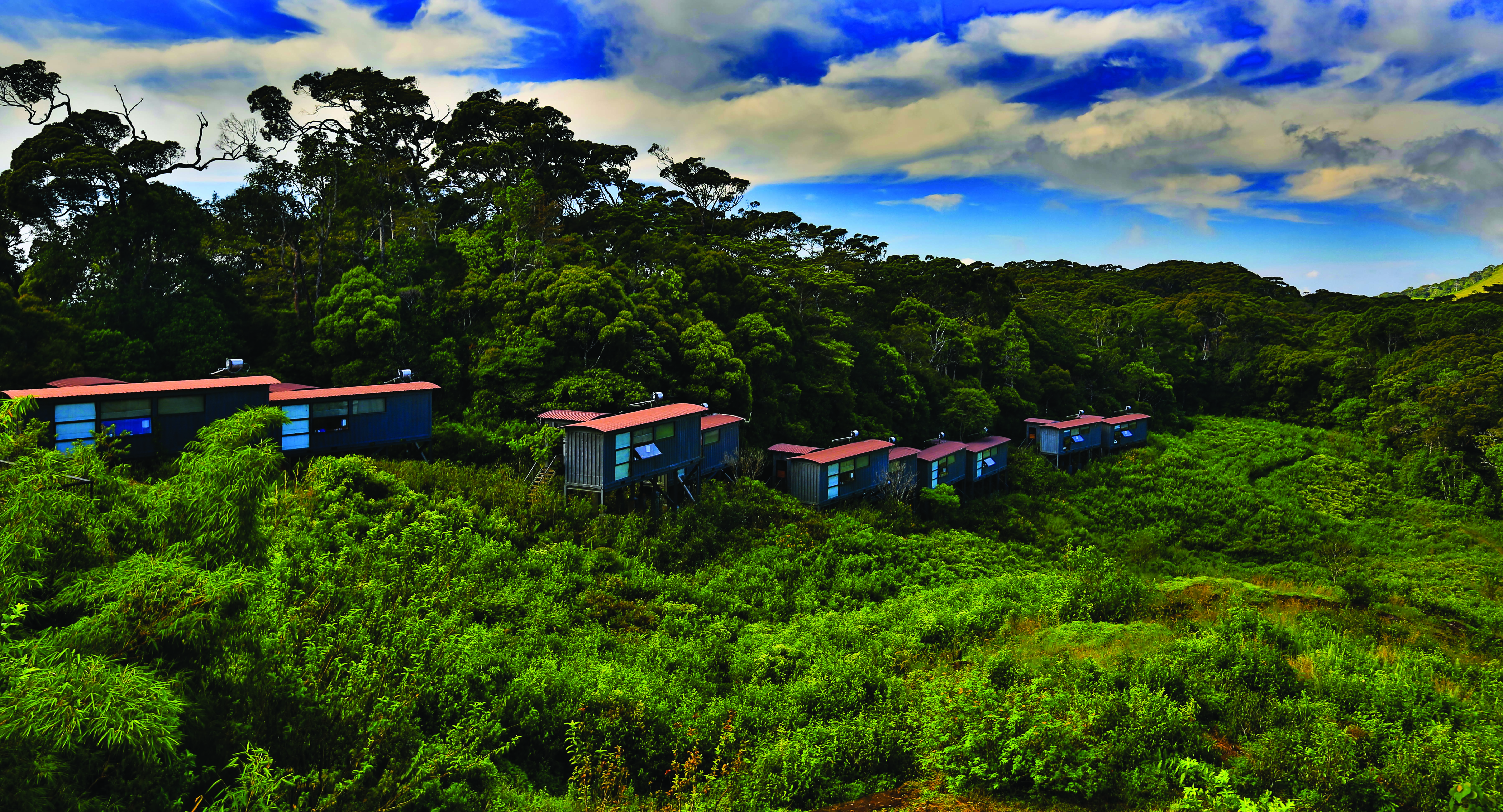 Rainforest Eco Lodge lodges nestled in treetops