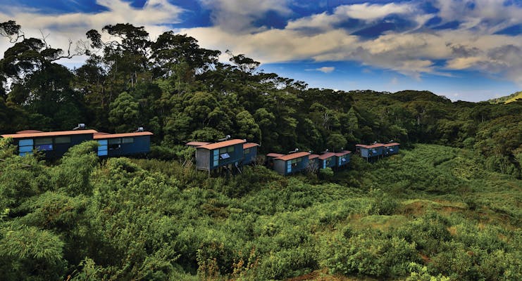 Rainforest Eco Lodge lodges nestled in treetops