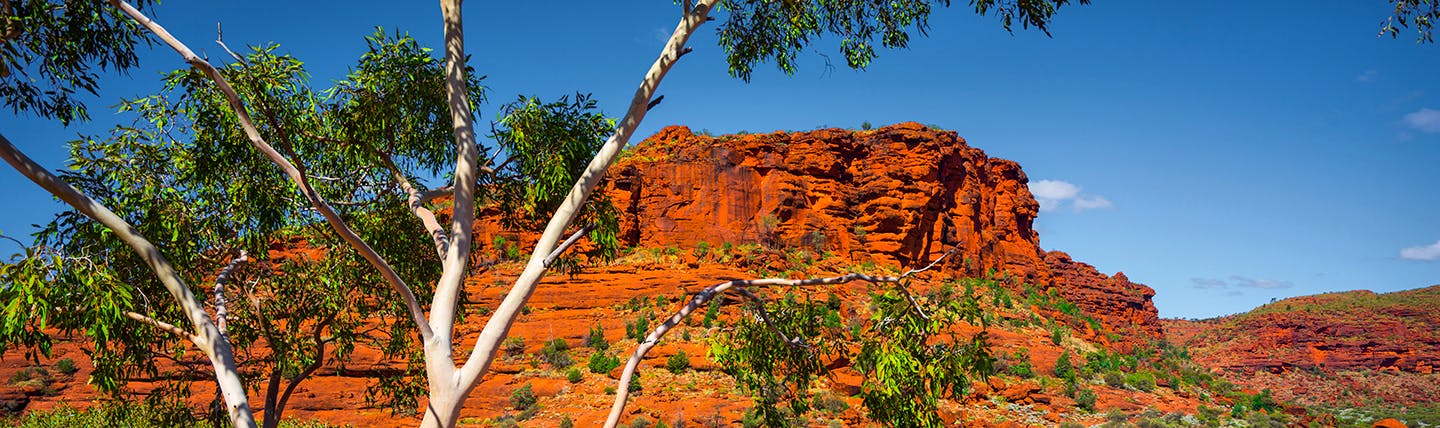 Bright orange earth and cliffs in Australia with green and grey tree in foreground