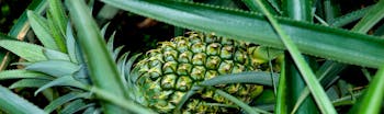 Green pineapples