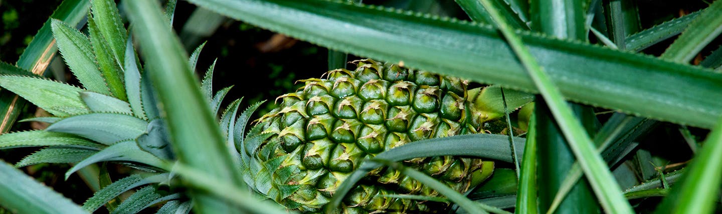 Green pineapples