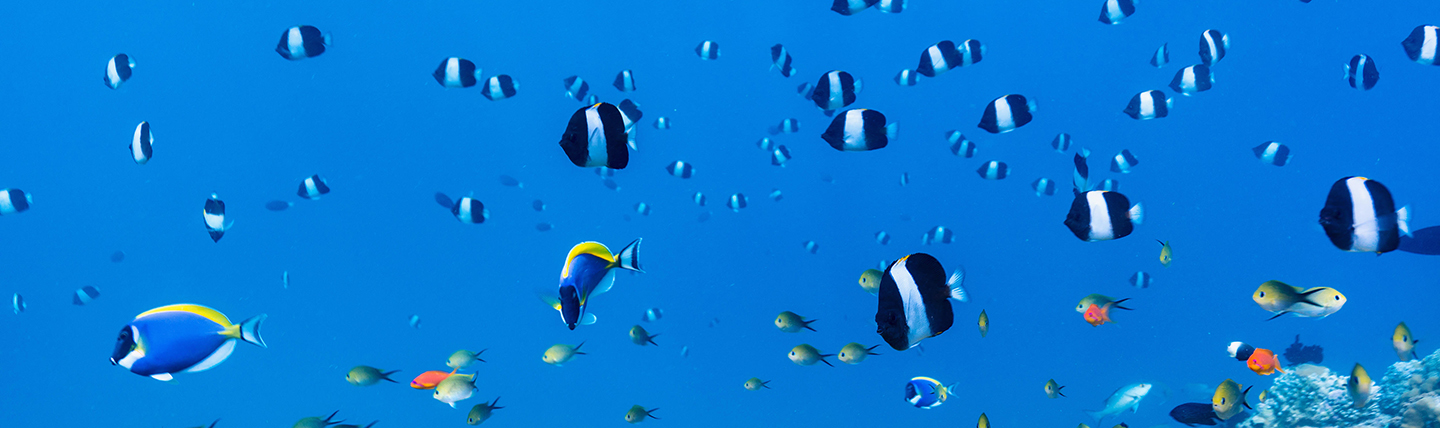 Lots of little blue and white striped fish swimming above coral reef in the Maldives