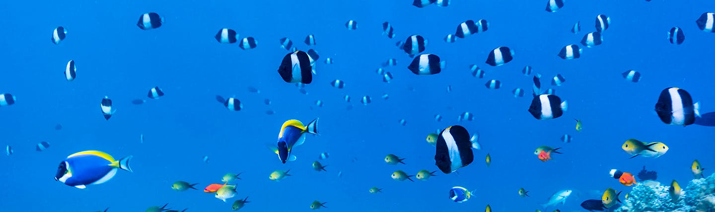 Lots of little blue and white striped fish swimming above coral reef in the Maldives