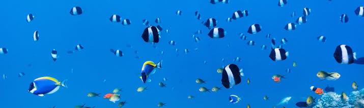 Lots of little blue and white striped fish swimming above coral reef in the Maldives