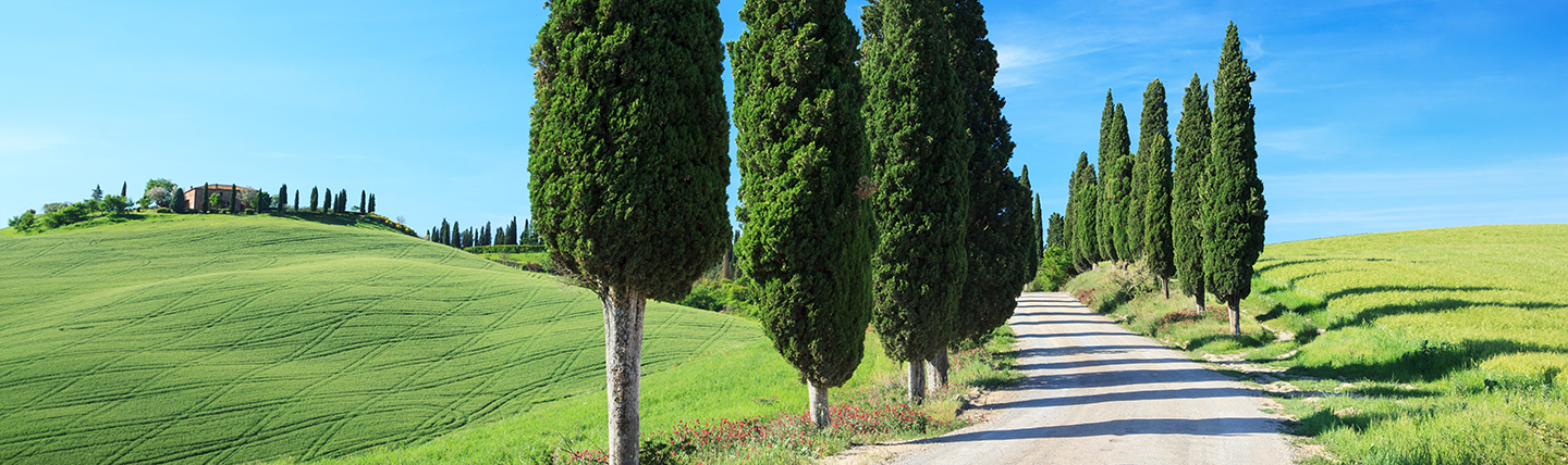 Line of tall green Cypress trees along a country road with green fields Tuscany