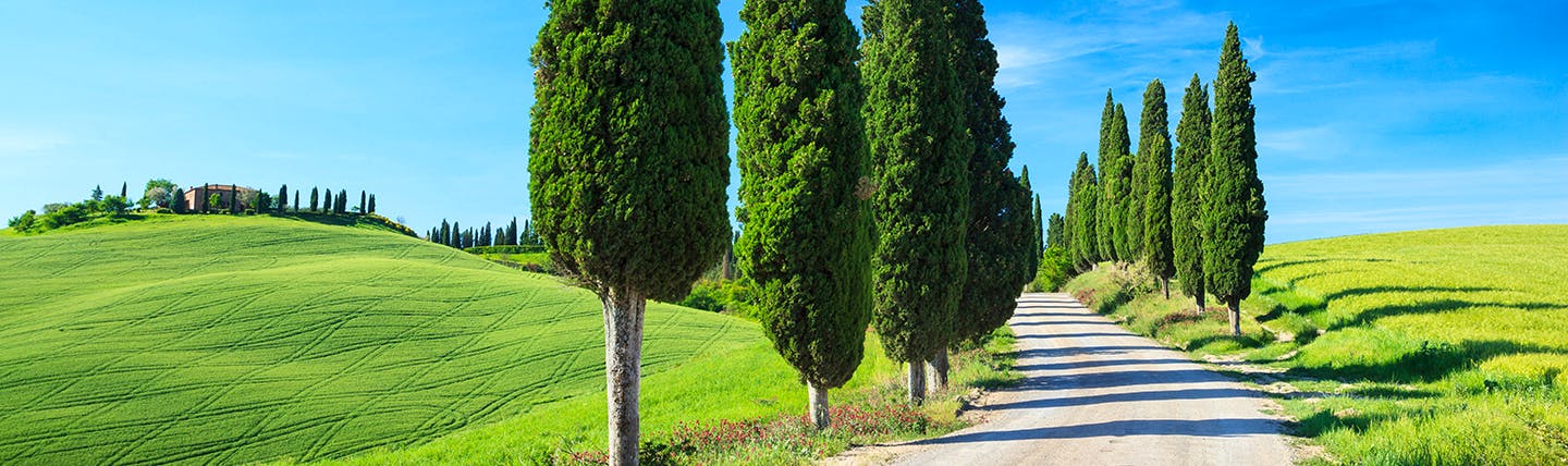 Line of tall green Cypress trees along a country road with green fields Tuscany