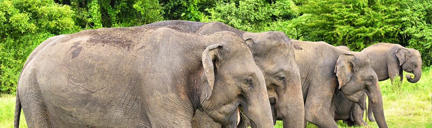 Herd of elephants adults and babies