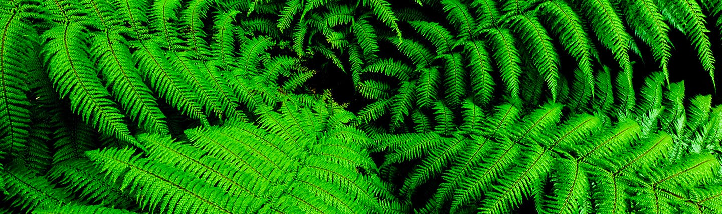 Bright green ferns from native bush in New Zealand