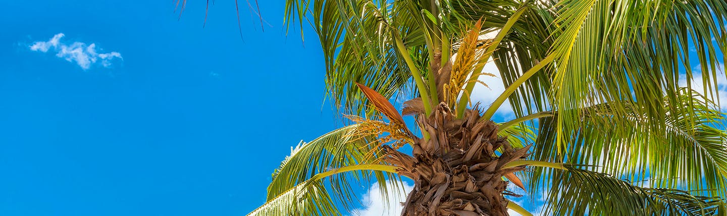 Looking up into palm tree against blue sky