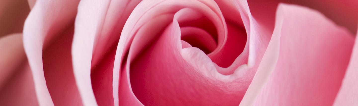 Close up shot of a bright pink rose opening up